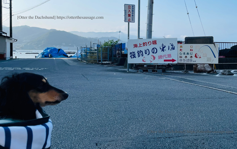 photo_travel with dogs_hang out with dogs_犬旅ブログ_犬とお出かけブログ_ドッグフレンドリー_網代観光ホテル_網代港_オッター